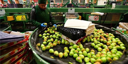 樱桃对华出口尝到甜头，智利寻求多元化深化与中国合作