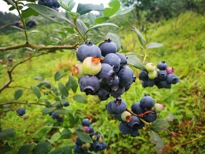 贵在公开促发展——贵州巧用展会打通农产品销路提升品牌影响力