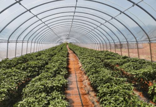 凌源市入选国家“互联网+”农产品出村进城工程试点 特色农业迎来发展新机遇