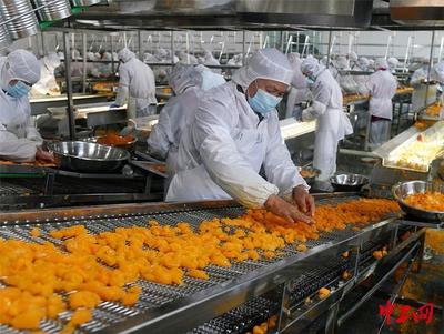 湖北宜昌 柑橘加工企业生产忙，助力农产品增值
